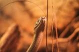 全球最长、最重、最大的蛇竟长达10米以上！看完想收养一条吗？
